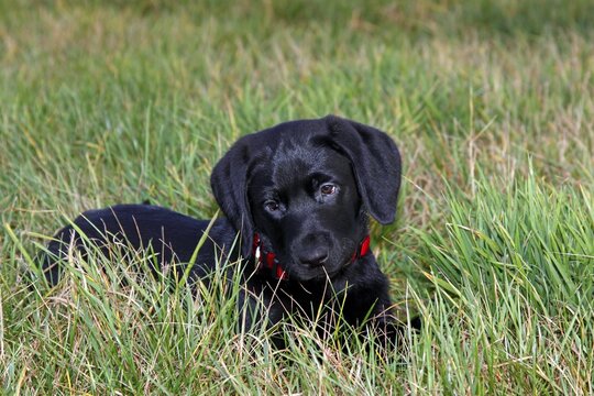 Black Labrador Retriever puppy, 10 weeks, male