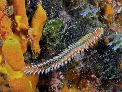 Firebristle worm (Hermodice carunculata), dive site Malpique, La Palma, Canary Islands, Spain, Atlantic Ocean
