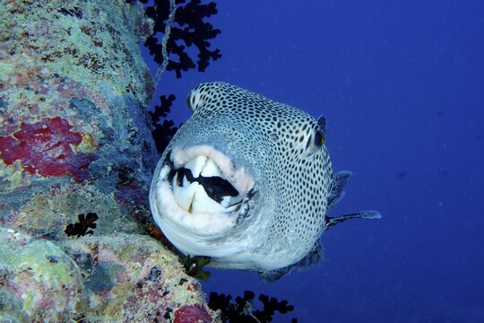 Portrait of star puffer (Arothron stellatus), Dive Site Wreck of the Thistlegorm, Sinai, Egypt, Red Sea