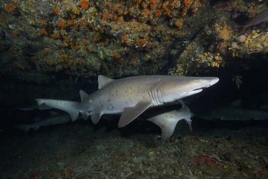 Sand tiger shark (Carcharias taurus) in its den. Dive site Protea Banks, Margate, KwaZulu Natal, South Africa
