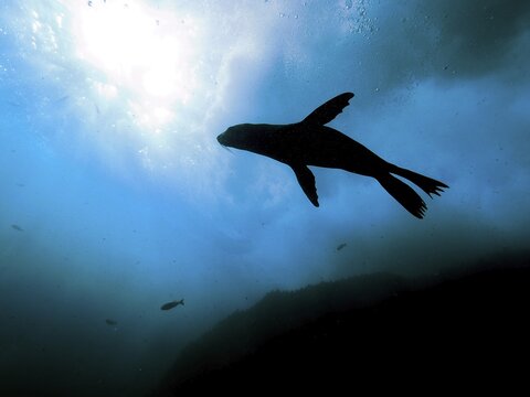 Silhouette of cape fur seal (Arctocephalus pusillus), False Bay, Cape of Good Hope, Cape Town, South Africa