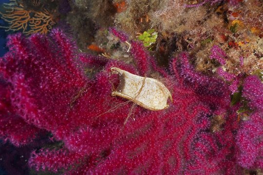 Egg capsule of nursehound (Scyliorhinus stellaris) attached to violescent sea-whip (Paramuricea clavata) with open polyps in the Mediterranean Sea near Hy&egrave;res. Dive site Giens Peninsula, C&ocirc;te d'Azur, France
