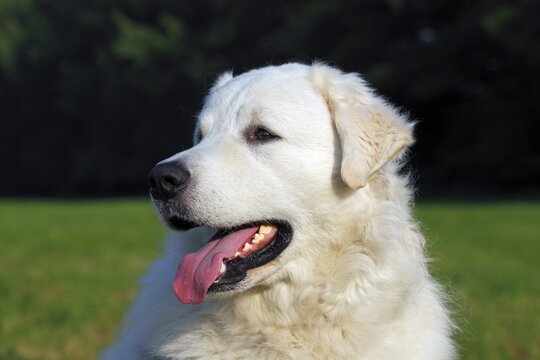 Kuvasz (Canis lupus familiaris), male, portrait, livestock guardian dog