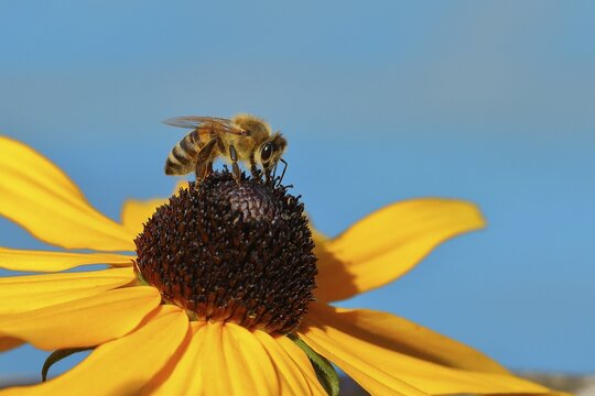 European honey bee (Apis mellifera) collecting nectar from a flower of yellow coneflower (Echinacea paradoxa), Wilden, North Rhine-Westphalia, Germany