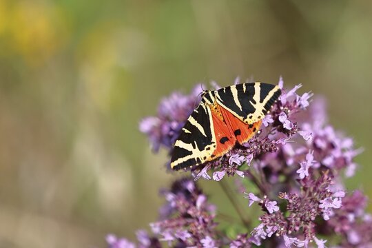 Jersey tiger or Spanish flag (Euplagia quadripunctaria), sucking nectar on Hemp agrimony (Eupatorium cannabinum, in a vineyard, close-up, Moselle valley, Cochem, Rhineland-Palatinate, Germany