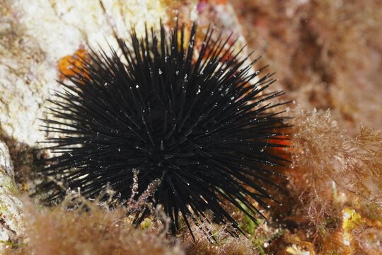 Arbacia lixula (Arbacia lixula) with long spines on rocky seabed, dive site Sec de la Jeaune Garde, Giens Peninsula, Provence Alpes C&ocirc;te d'Azur, France
