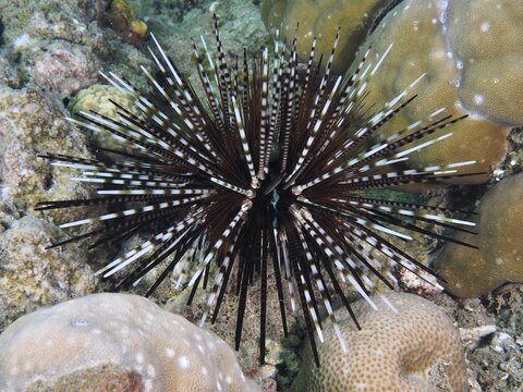 Arbacia lixula with long spines, banded sea urchin (Echinothrix calamaris), on coral reef, dive site Prapat, Penyapangan, Bali, Indonesia