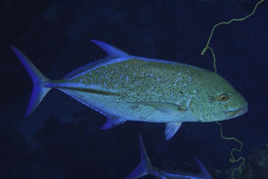 Bluefin trevally (Caranx melampygus), St Johns reef dive site, Saint Johns, Red Sea, Egypt