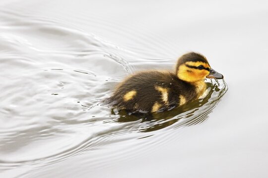 Mallard (Anas platyrhynchos), chick swimming in the water, animal child, Schleswig-Holstein, Germany