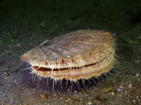 Scallop (Pecten maximus), underwater, in the water, dive site Renvyle, Co. Galway, Irish Sea, North Atlantic, Ireland
