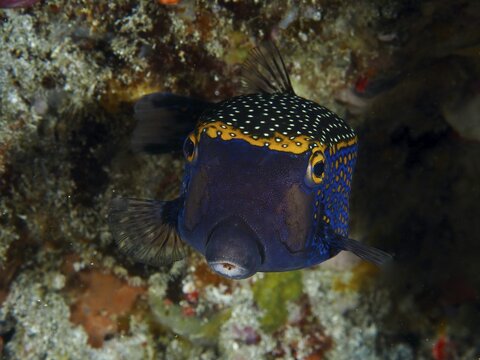 A colourful white tufted boxfish (Ostracion meleagris) with a blue and yellow dotted pattern, dive site Gamat Bay, Nusa Ceningan, Nusa Penida, Bali, Indonesia