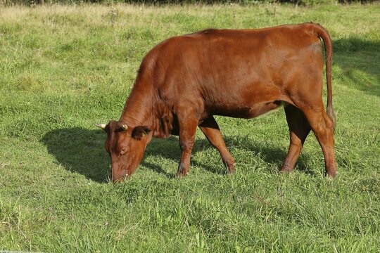 Domestic cattle (Bos taurus), Steinbacher rotes H&ouml;henvieh, an old breed that is being bred again, Haiger-Steinbach, Hesse, Germany