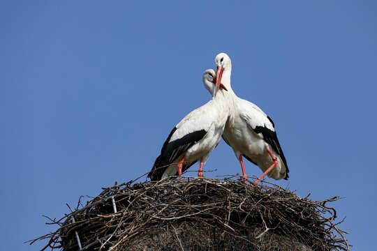 White storks (Ciconia ciconia) mating pair on the nest, Schleswig-Holstein, Germany