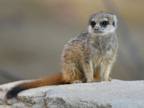 Meerkat (Suricata suricatta), young animal, 9 weeks, alert, captive, Germany