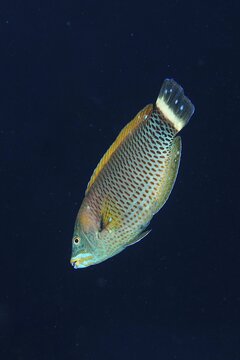 Chiseltooth wrasse (Pseudodax moluccanus) in front of a monochrome background, can be cropped. Dive site House Reef, Mangrove Bay, El Quesir, Red Sea, Egypt