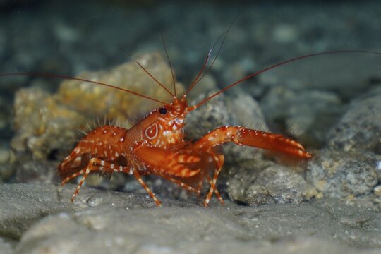 Red Atlantic reef lobster (Enoplometopus antillensis), El Cabron marine reserve dive site, Arinaga, Gran Canaria, Spain, Atlantic Ocean