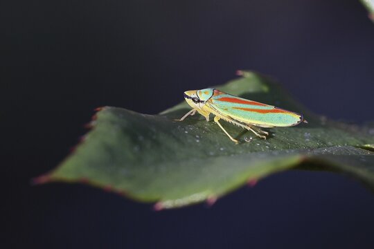 Rhododendron cicada (Graphocephala fennahi) sitting on a leaf of a rhododendron (Rhododendron), Wilnsdorf, North Rhine-Westphalia, Germany