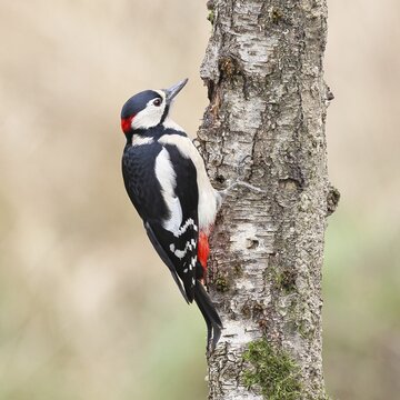 Great spotted woodpecker (Dendrocopos major) male foraging on the trunk of a grey birch (Betula populifolia), showing the red neck, Animals, Birds, Woodpeckers, Wilnsdorf, North Rhine-Westphalia, Germany