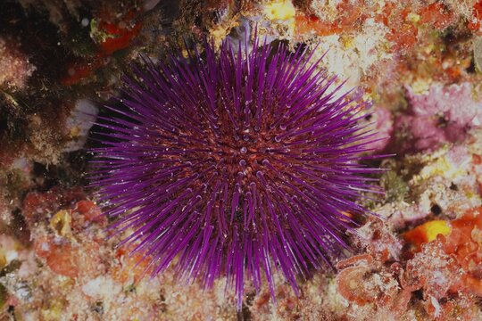 Live Sphaerechinus granularis (Sphaerechinus granularis) embedded in colourful red algae, dive site Cap de Creus Marine Reserve, Rosas, Costa Brava, Spain, Mediterranean Sea