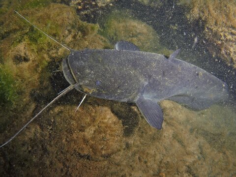 Catfish (Silurus glanis), Dive site Klosterinsel, Rheinau, Rhine, Hochrhein, Switzerland, Germany