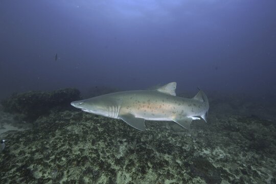 Sand tiger shark (Carcharias taurus) over the reef. Protea Banks Dive Site, Margate, KwaZulu Natal, South Africa
