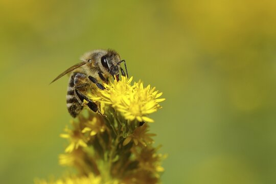 European honey bee (Apis mellifera) collecting nectar from a yellow flower of goldenrod (Solidago), Wilden, North Rhine-Westphalia, Germany