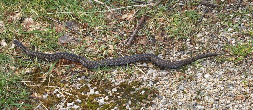 Common European viper (Vipera berus) snakes along a path, Schleswig-Holstein, Germany