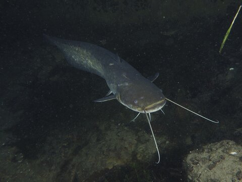 Catfish (Silurus glanis), catfish, at night, Zollbr&uuml;cke dive site, Rheinau, Canton Zurich, Rhine, High Rhine, Switzerland, Germany