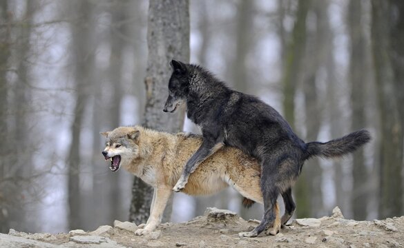 Mackenzie Wolf, Canadian wolf, Timber wolf (Canis lupus lycaon), mating, rut