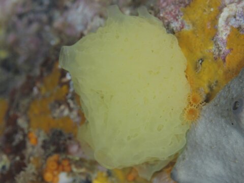 Yellow lattice calcareous sponge (Clathrina clathrus), marine sponge, on a colourful underwater rock in the Mediterranean near Hy&egrave;res. Dive site Les Grottes, Giens peninsula, Provence Alpes C&ocirc;te d'Azur, France
