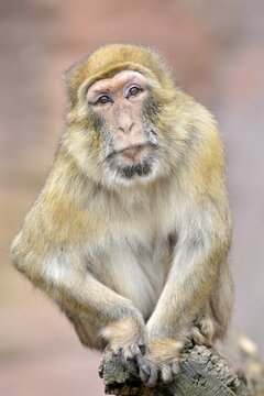 Barbary Macaque (Macaca sylvanus)