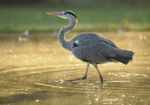 Grey Heron (Ardea cinerea) wading in pond, Stuttgart, Baden-Wuerttemberg, Germany, Europe