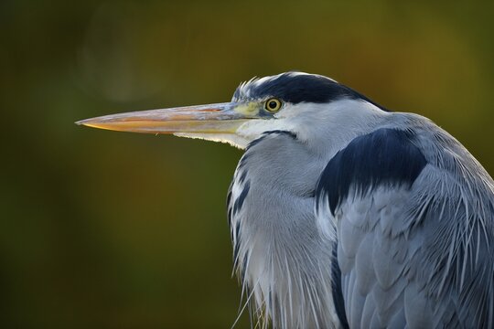 Grey heron (Ardea cinerea), portrait, Baden-W&uuml;rttemberg, Germany
