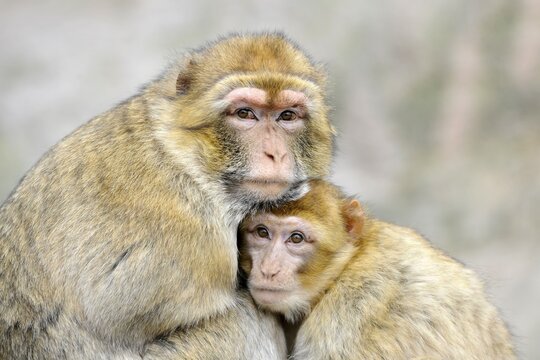 Barbary Macaques (Macaca sylvanus)