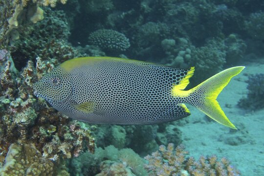 Spotted rabbitfish (Siganus stellatus laqueus) Fish. Dive site Mangrove Bay, El Quesir, Egypt, Red Sea