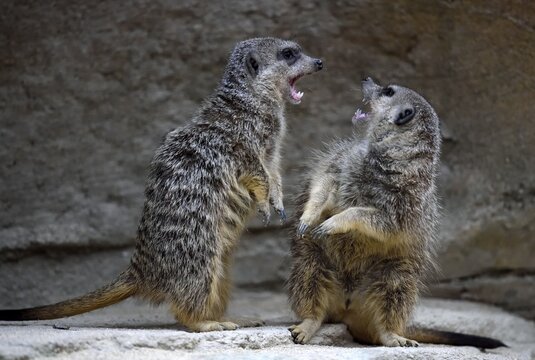 Meerkats (Suricata suricatta), pups fighting, native to Africa, captive