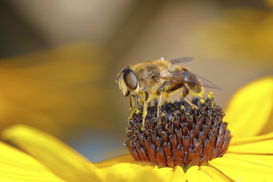 Dronefly (Eristalis tenax), collecting nectar on yellow coneflower (Echinacea paradoxa), Wilden, North Rhine-Westphalia, Germany