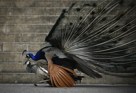 Indian peafowl (Pavo cristatus), hen, mating, captive, Stuttgart, Baden-W&uuml;rttemberg, Germany