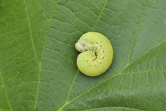 Birch Sawfly, Birch Button Hornworm Wasp (Cimbex femoratus), Birch Sawfly (Symphyta), Birch Button Hornworm Wasp, Larva curled up on a leaf, Close-up, Other animals, Insects, Animals, Wilnsdorf, North Rhine-Westphalia, Germany