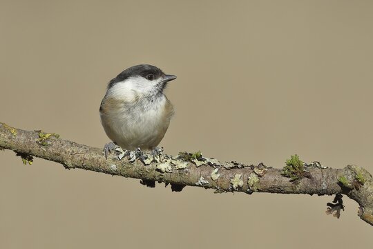Willow Tit (Parus montanus) sitting on a branch covered with moss, Wilnsdorf, North Rhine-Westphalia, Germany