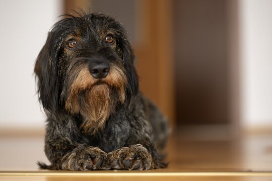Rough-haired dachshund, male, 3 years, lying on parquet floor, Stuttgart, Baden-W&uuml;rttemberg, Germany