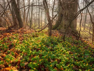 Frühling im Wald, blühende Winterlinge bedecken den Boden, Thüringen, Deutschland © AVTG