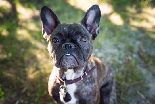 Portrait Franz&ouml;sische Bulldogge