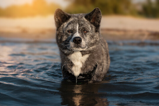 Akita Inu steht im Wasser und wartet