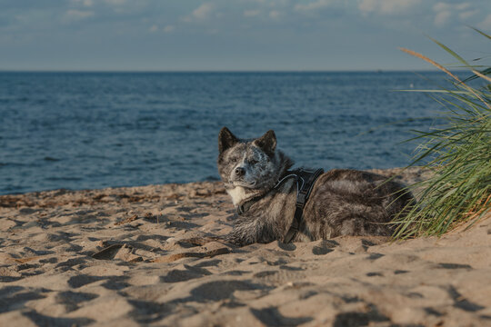 Hirtenschutzhund liegt am Strand 