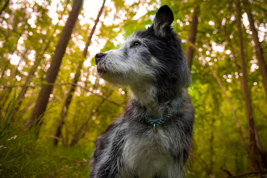 Husky Mischling im Wald