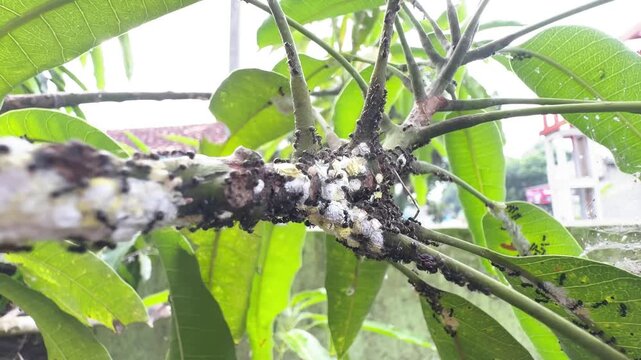 Close up of black ants crawling on white mealybugs infestation on a mango tree branch in the garden