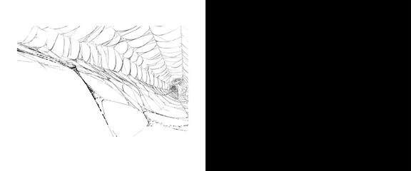 Fototapeta premium Intricate spider web sketch on white background, hand drawn cobweb illustration, minimalist spiderweb line art, delicate silk thread pattern for Halloween