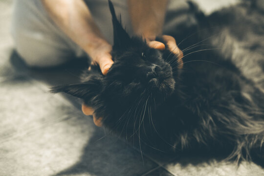 A person gently holds a large black Maine Coon cat. The cat has long fur and prominent ears. The setting is cozy and domestic, emphasizing pet care and companionship.
