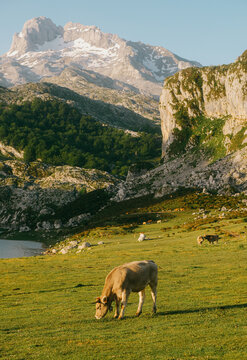 Cow grazing near Lake Enol with majestic rocky mountain peaks in Picos de Europa National Park, Covadonga, Asturias, Northern Spain.